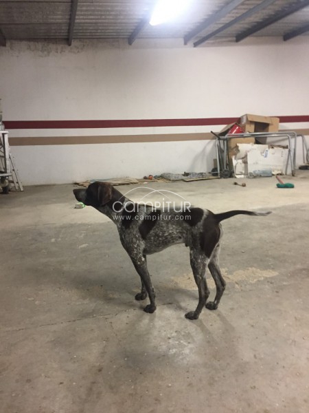 Foto 2 de Se REGALA perro BRACO ALEMAN - URGENTE