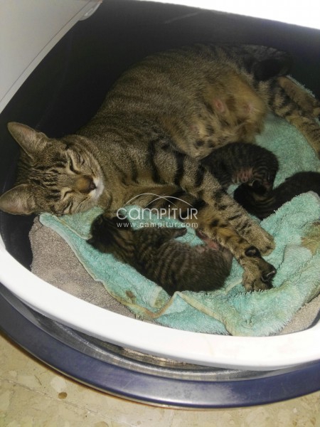 Se regalan gatitos