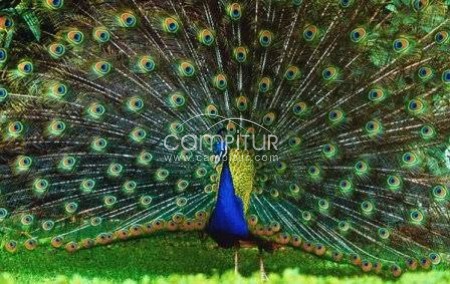 Vendo pavos reales