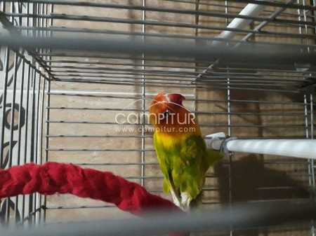 Se vende o se cambia