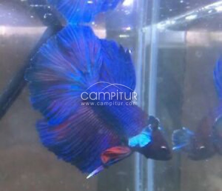 Vendo macho betta splendes.azul