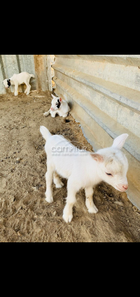 Foto 2 de Se venden chivos enanos