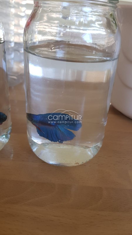 Foto 2 de Vendo pareja de bettas .pez luchador de siam