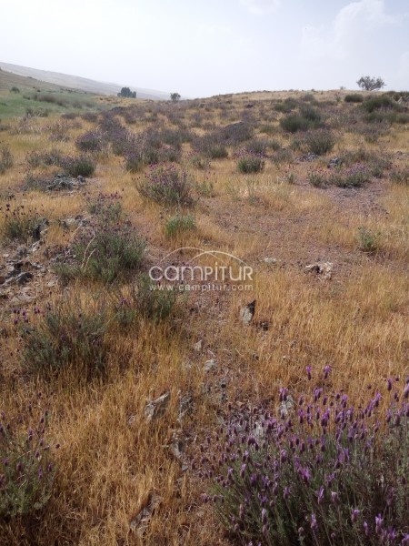 Tierra en llerena