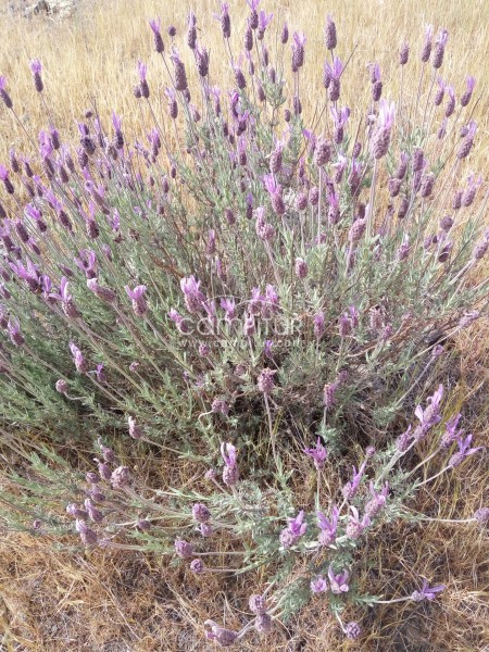 Foto 3 de Tierra en llerena