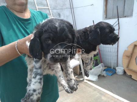 Se venden bretones