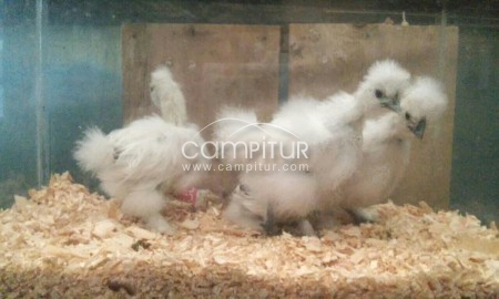 Cambio pollos de sedosas por perdiz