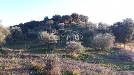 Venta de parcela de olivos