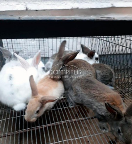 Se venden conejos 