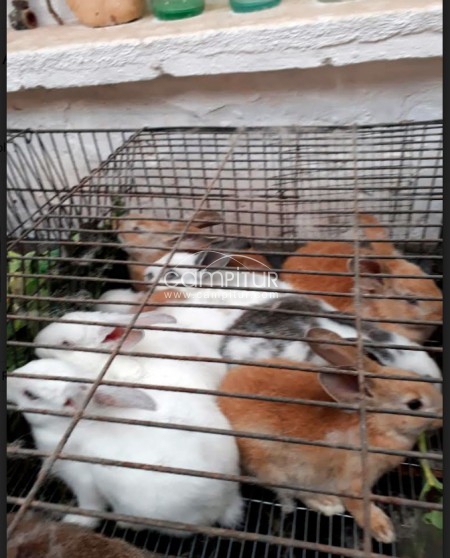 Foto 2 de Se venden conejos 