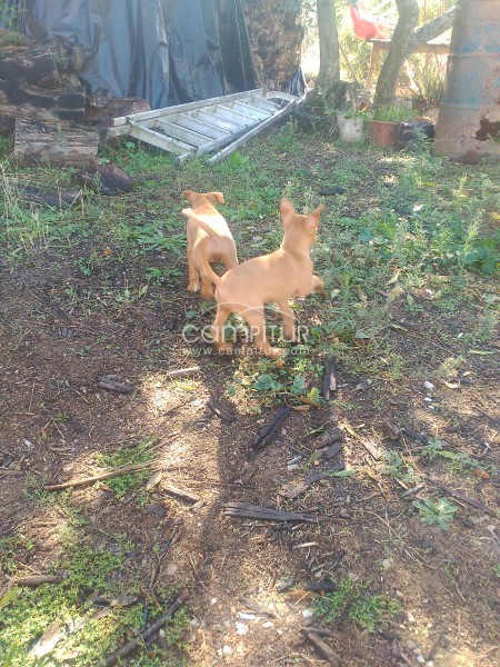 CAMADA DE PODENCO ANDALUZ