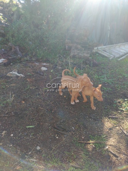 Foto 2 de CAMADA DE PODENCO ANDALUZ