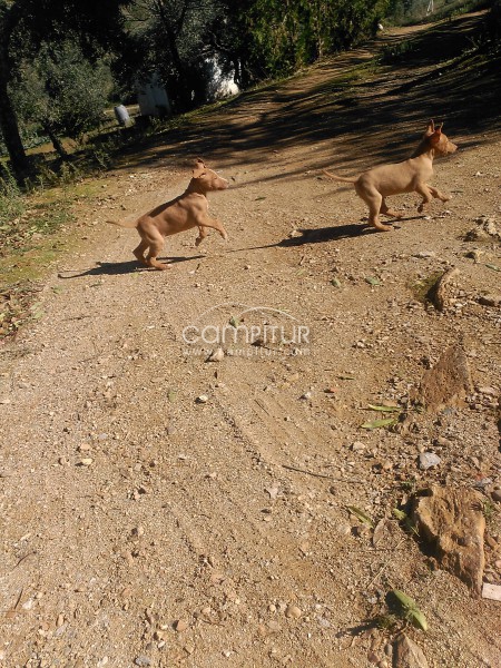 Foto 3 de CAMADA DE PODENCO ANDALUZ