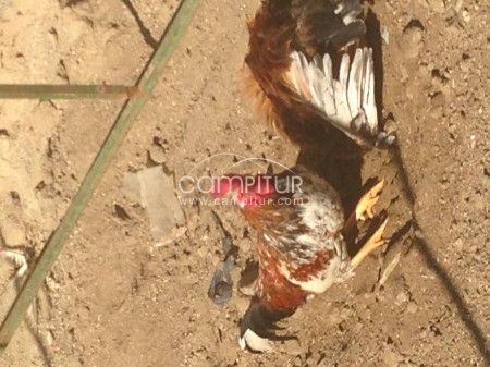 Se venden Gallos