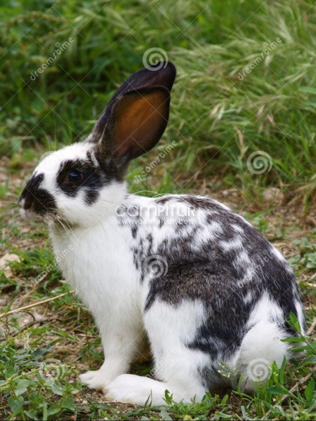 Se regala conejo blanco con manchas negras 