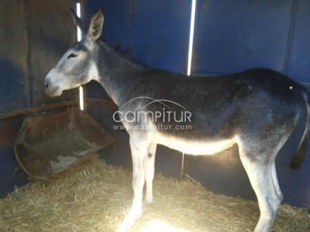 Se vende burra