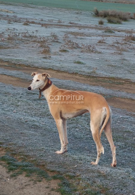Galgo