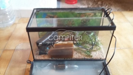 ACUARIO