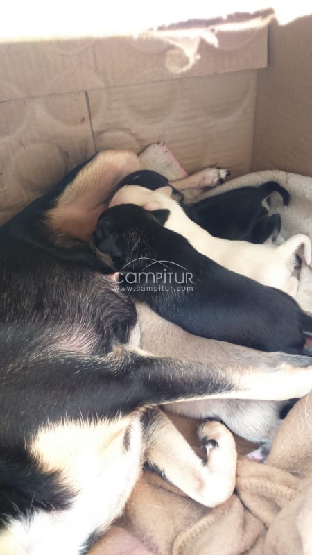 Se venden chihuahuas