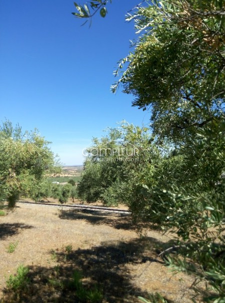 Foto 2 de Oferta, venta de olivar 