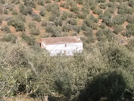 Finca olivar en Guadalcanal