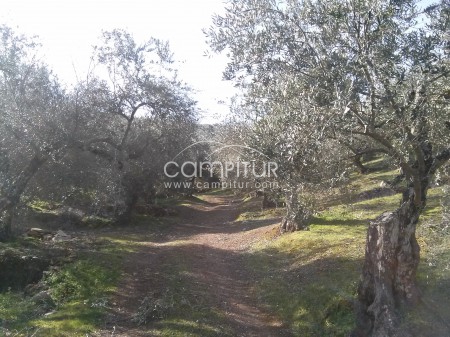 Foto 3 de Finca olivar en Guadalcanal