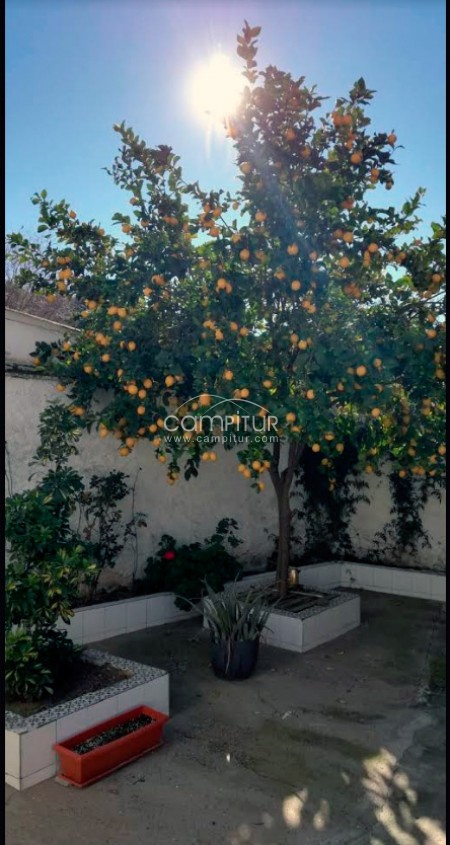 Vendo limones 