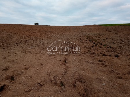 Campo a 10 km de Llerena
