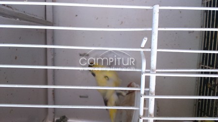 Canaria rizada