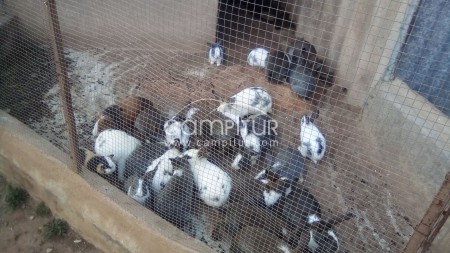 Conejos del campo y de colores