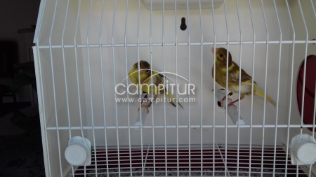 SE VENDEN CANARIOS 2019