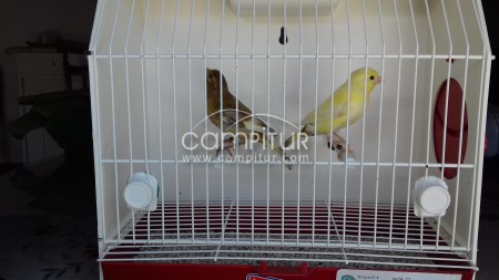 Foto 4 de SE VENDEN CANARIOS 2019