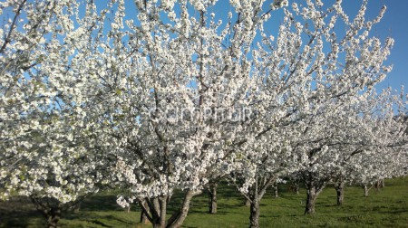Finca rustica