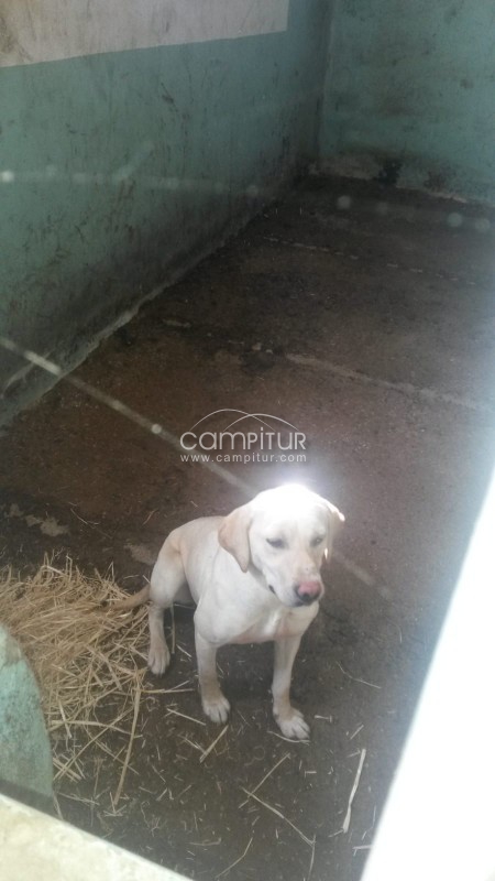 Perrita en adopción 
