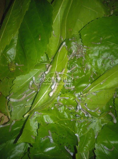 Gusanos de seda