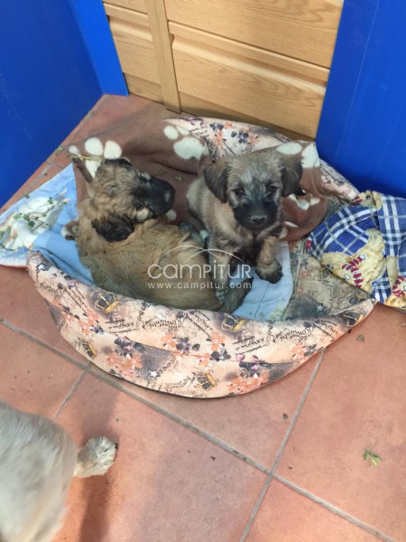 Se regalan dos cachorro