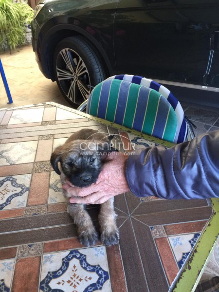 Foto 2 de Se regalan dos cachorro