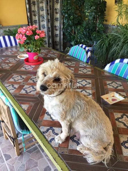 Foto 3 de Se regalan dos cachorro