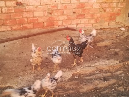 Gallos pita pinta