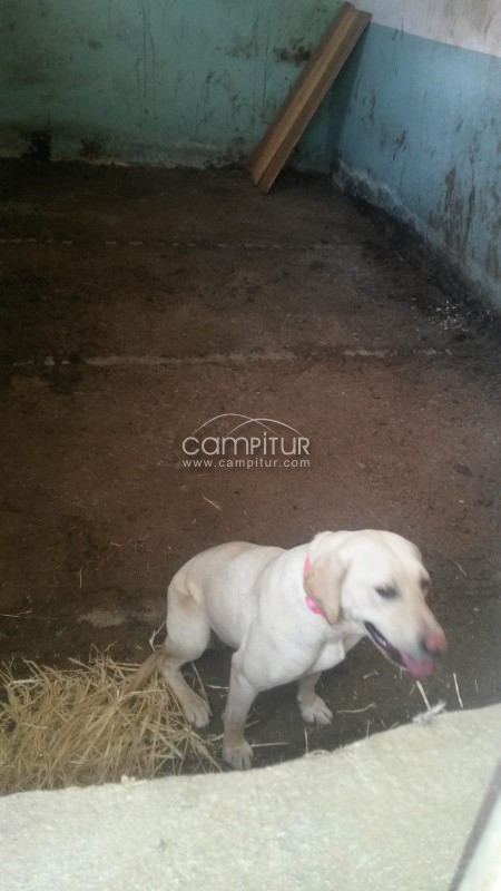 Perrita en adopción 