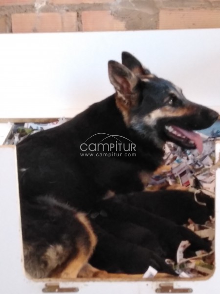 Venta de camada Pastores Alemanes
