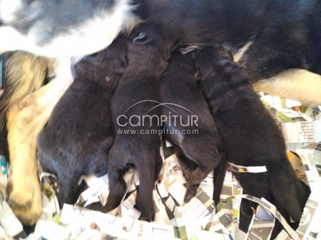 Foto 2 de Venta de camada Pastores Alemanes