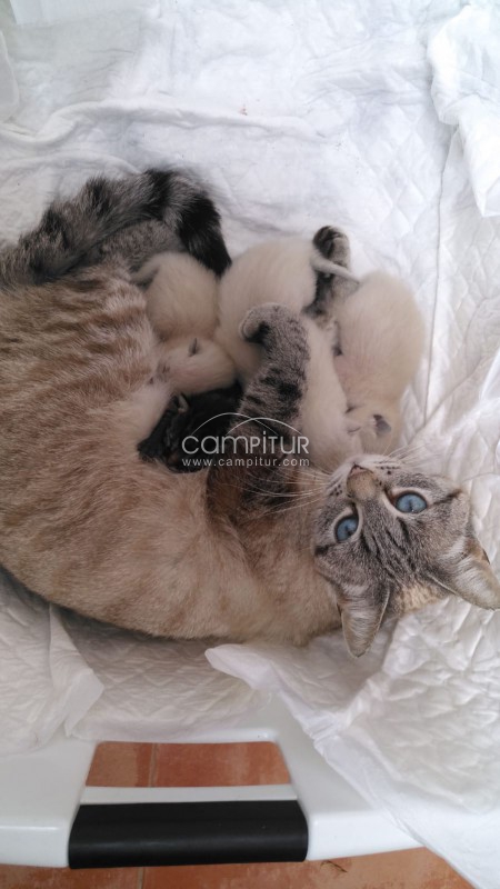 REGALO GATITA CRUCE SIAMES