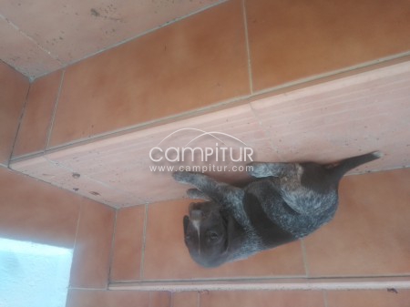 Se vende cachorro de braco alemán