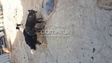 Se cambian collie por una de la misma edad.