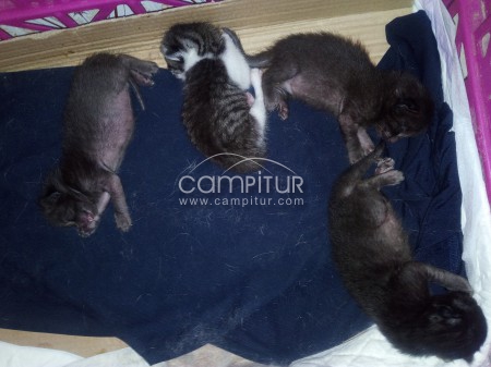 Se regalan gatitos