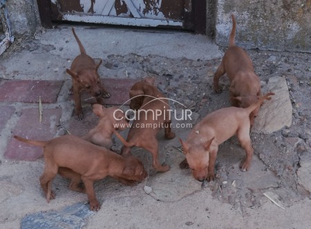 CAMADA DE PODENCO ANDALUZ