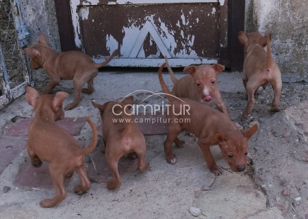 Foto 3 de CAMADA DE PODENCO ANDALUZ