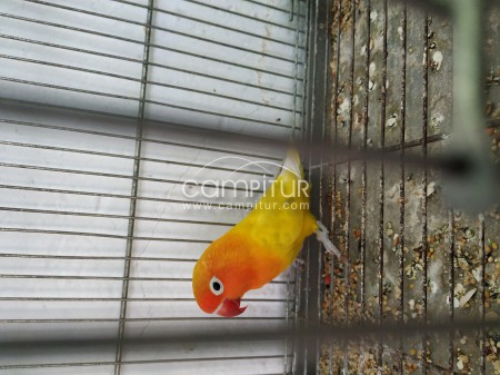 Agapornis ninfas y cotorra