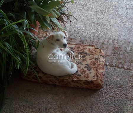 PerRita busca hogar